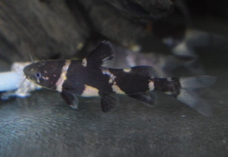 Leiocassis Siamensis M