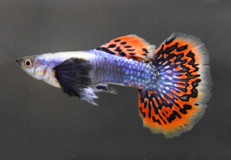 Guppy Dumbo Ear Blue Mosaic Maschio S/ S/M