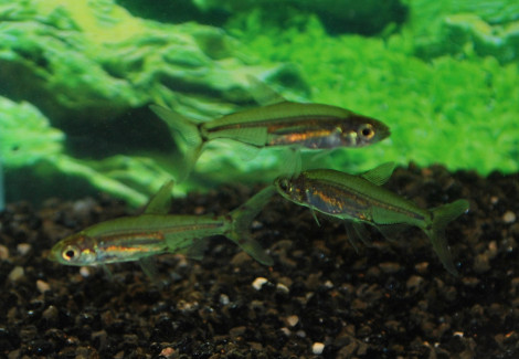 Lepidarchus Adonis M