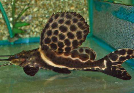 Leiarius Pictus Xl