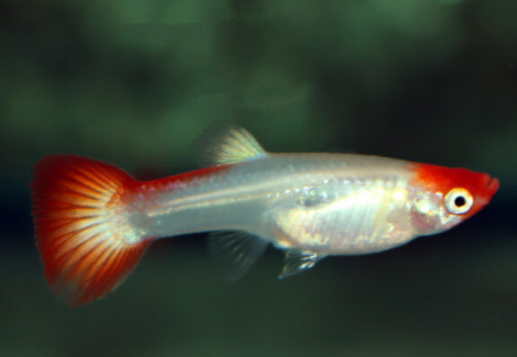 Guppy Koi (  M