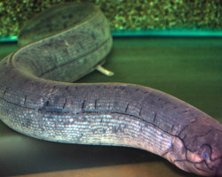Lepidosiren Paradoxa S