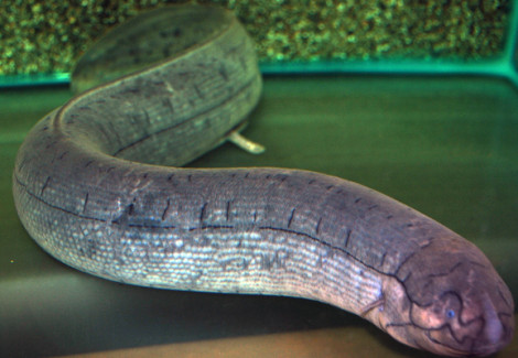 Lepidosiren Paradoxa S