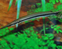 Lepisosteus Oculatus Xl