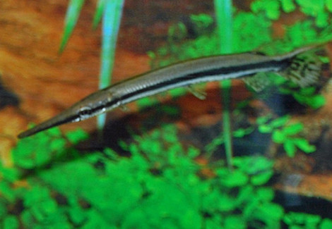 Lepisosteus Oculatus Xl