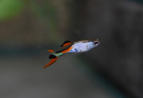 Guppy Endler/Silverado   M/L