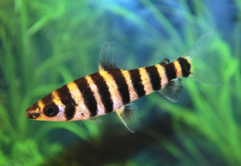 Leporinus Fasciatus S