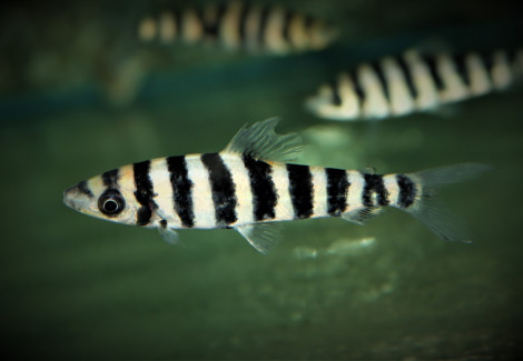 Leporinus Affinis M