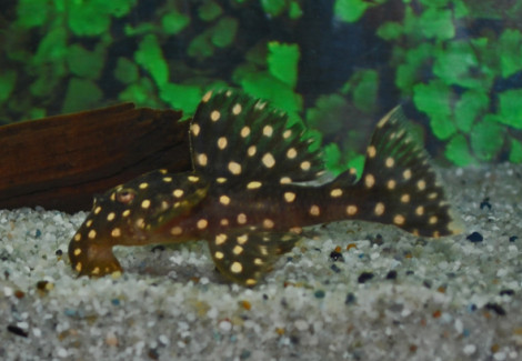 L029 Leporacanthicus Galaxias M/L