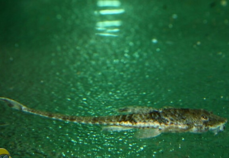 Rineloricaria Parva M/L