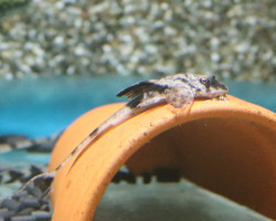 Loricaria Simillima S/M