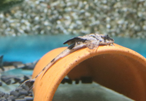 Loricaria Simillima M