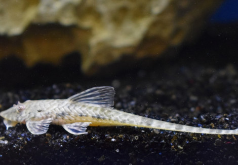Hemiloricaria Eigenmanni L