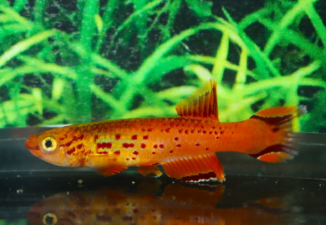 Aphyosemion Australe Gold S