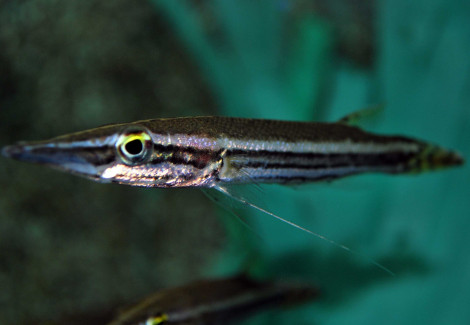 Luciocephalus Pulcher M