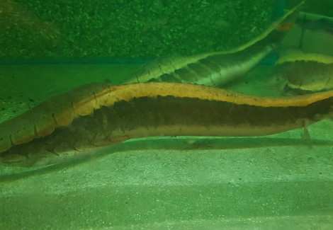 Mastacembelus Cf.Circumcinctus Xl