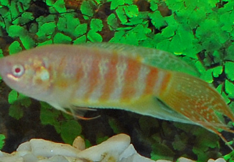 Macropodus Opercularis Albino M/L