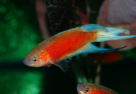 Macropodus Opercularis Blue Fin Red S/M