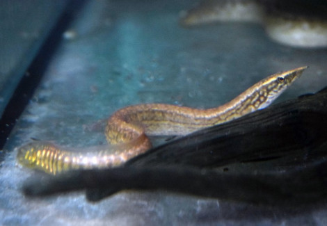 Mastacembelus Liberiensis M/L
