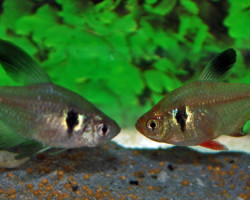 Hyphessobrycon Megalopterus M/L