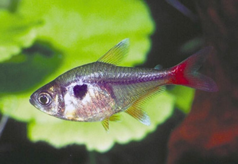 Hyphessobrycon Roseus M