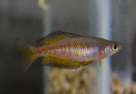 Melanotaenia Parkinsoni L