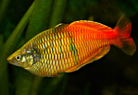 Melanotaenia Boesemani M/L