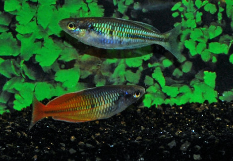 Melanotaenia Boesemani Orange Xl