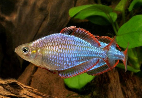Melanotaenia Praecox S