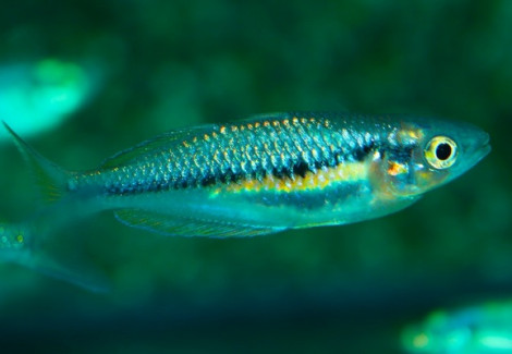 Melanotaenia Sikuensis S/M