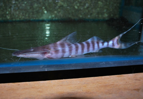 Brachyplatystoma Tigrinum M