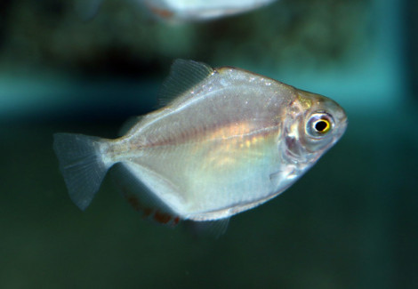Metynnis Argenteus S