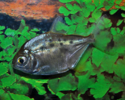 Metynnis Maculatus M