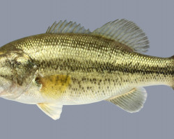 Micropterus Salmoides 16/20