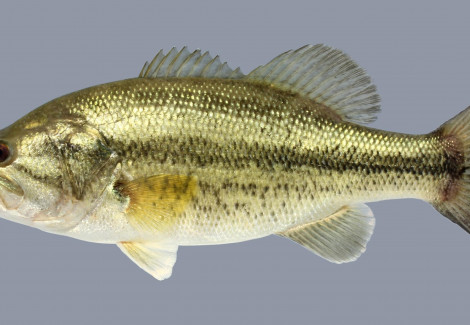 Micropterus Salmoides 20/25