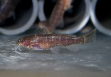 Microsynodontis Batesii S