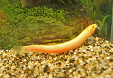 Misgurnus Anguillicaudatus Gold S