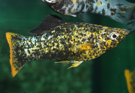Poecilia Latipinna Marble Orange Tail S
