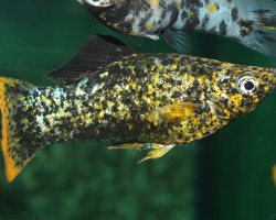 Poecilia Latipinna Marble Orange Tail M/L