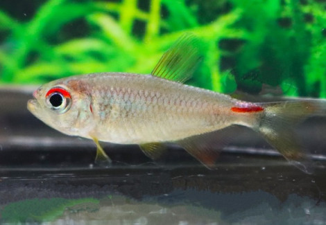 Moenkhausia Pretoensis M