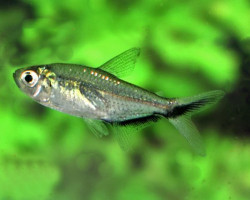 Moenkhausia Costae S