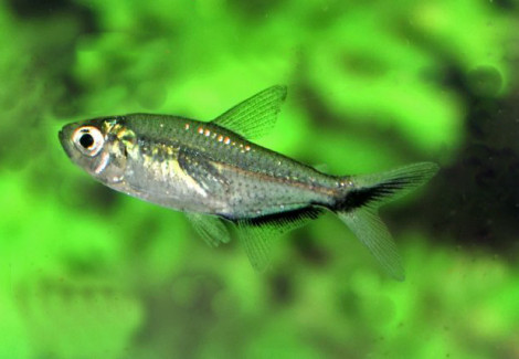 Moenkhausia Costae S
