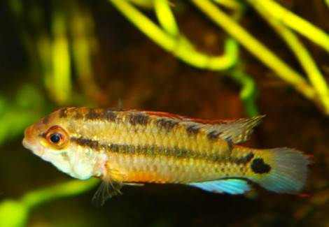 Apistogramma Sp. Amaya M