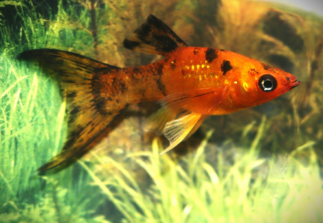 Poecilia Sphenops Calico Lyretail S/M