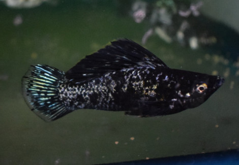 Poecilia Velifera Black Marble Xl