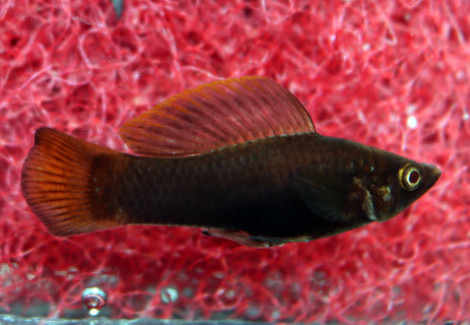 Poecilia Sphenops Chocolate M