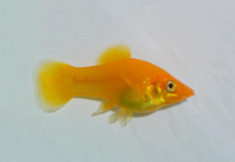 P.Sphenops Gold Dust M