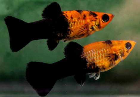 P.Sphenops Gold Dust Half Black M