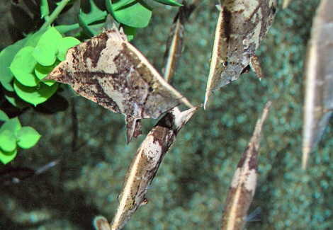 Monocirrhus Polyacanthus S