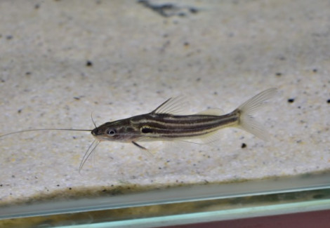 Mystus Vittatus M